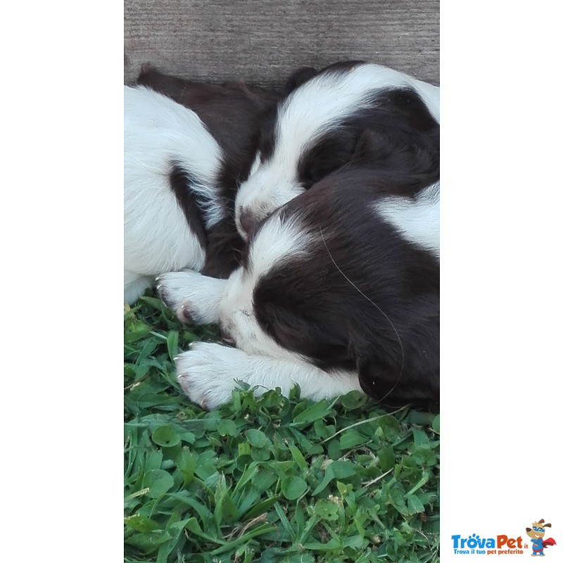 Springer Spaniel Inglese - Foto n. 2