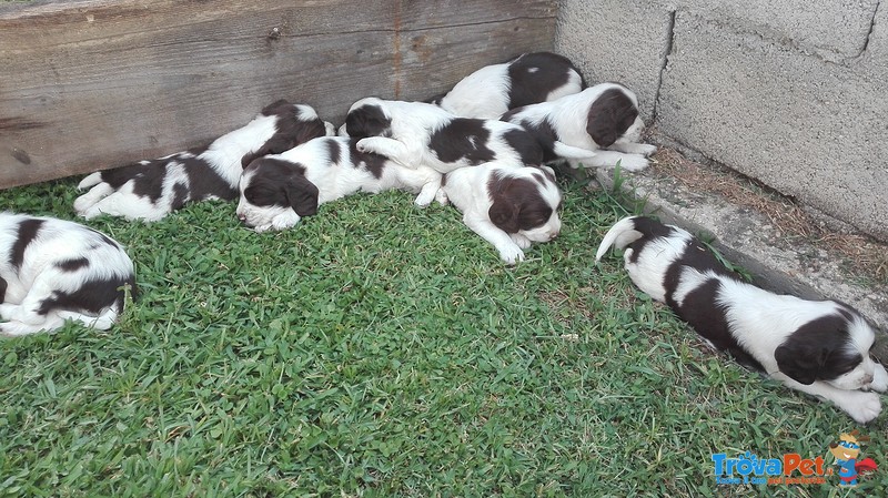 Springer Spaniel Inglese - Foto n. 3