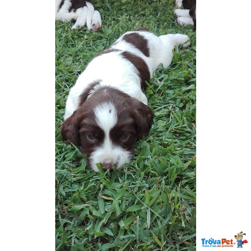 Springer Spaniel Inglese - Foto n. 4