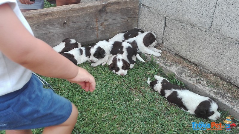 Springer Spaniel Inglese - Foto n. 5