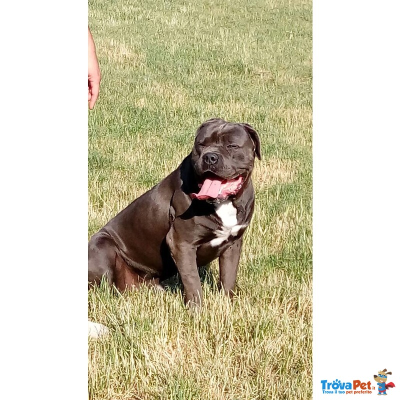 Cane Corso Maschio con Pedigree Disponibile per Monte - Foto n. 1