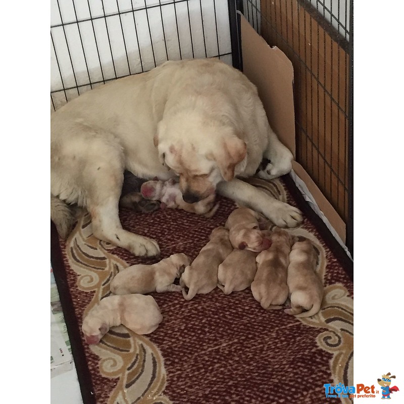 Cuccioli Labrador - Foto n. 1