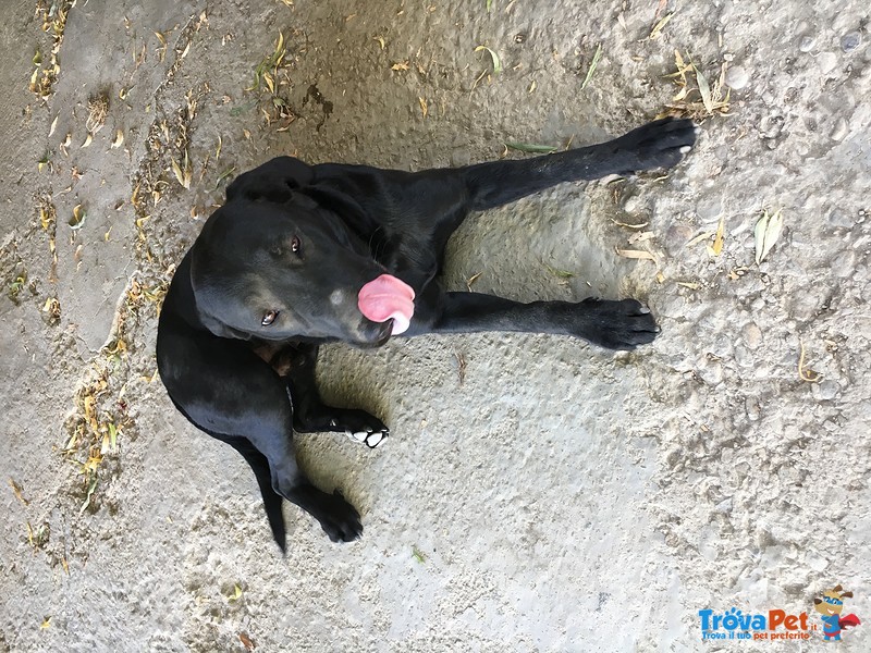 Regalo Cucciolo di Labrador - Foto n. 2