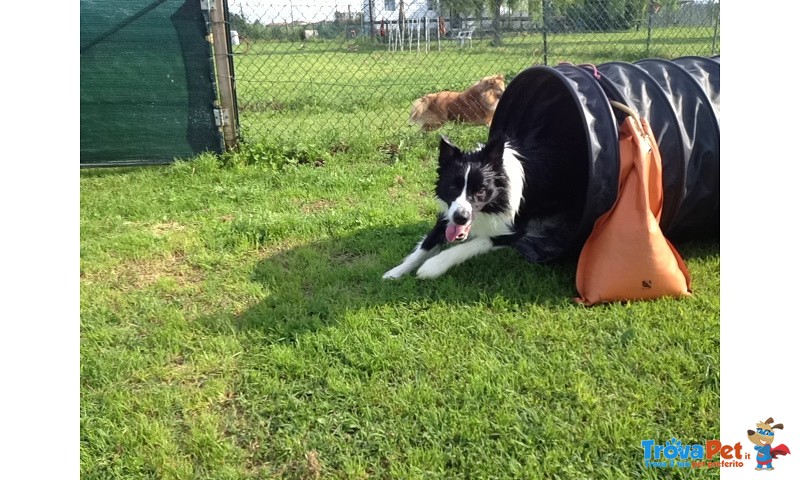 Border Collie da Monta alta Genealogia Bianconera - Foto n. 4