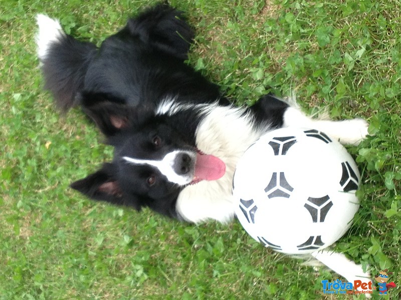 Border Collie da Monta alta Genealogia Bianconera - Foto n. 5