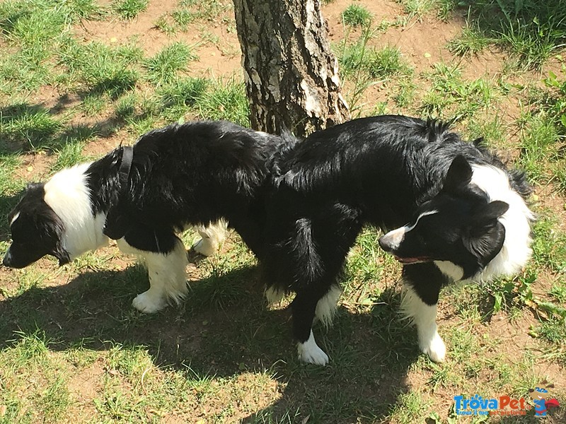 Border Collie da Monta alta Genealogia Bianconera - Foto n. 6