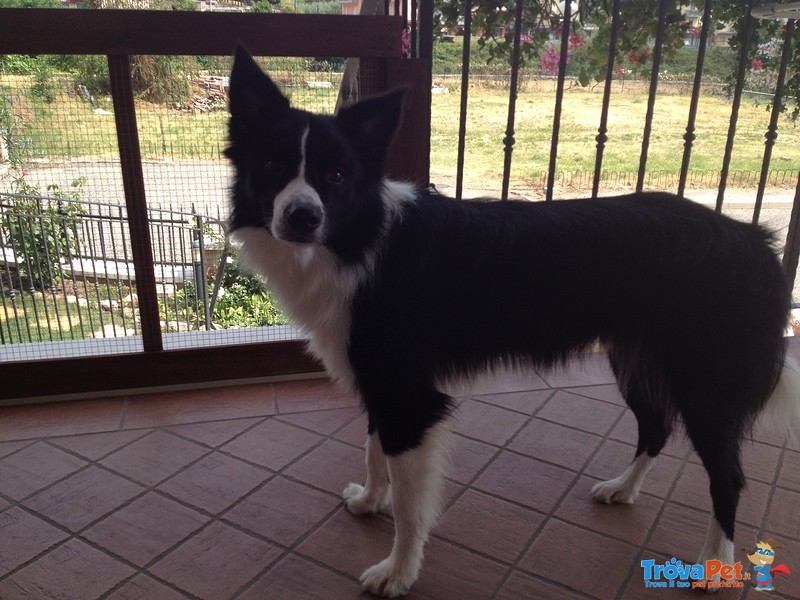 Border Collie da Monta alta Genealogia Bianconera - Foto n. 7