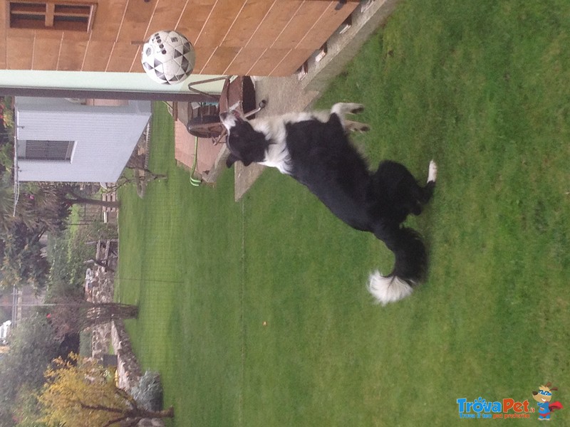 Border Collie da Monta alta Genealogia Bianconera - Foto n. 8