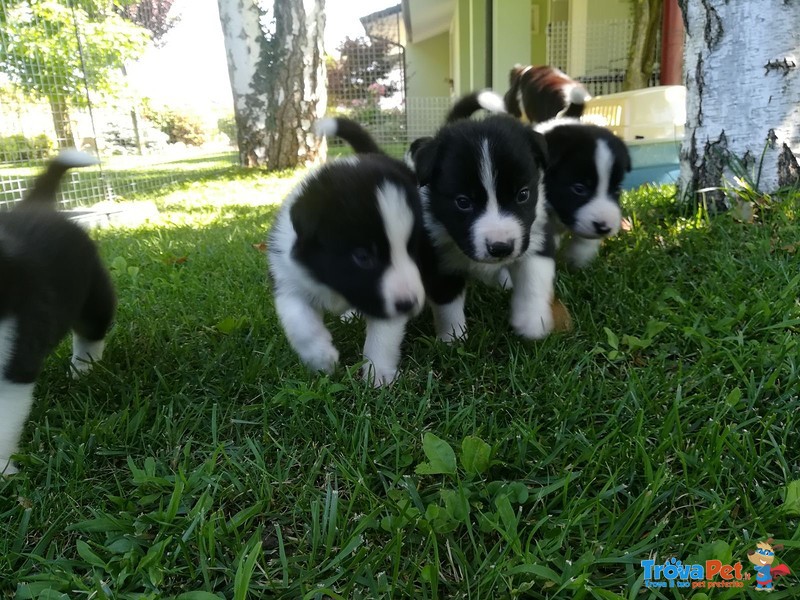 Border Collie da Monta alta Genealogia Bianconera - Foto n. 9