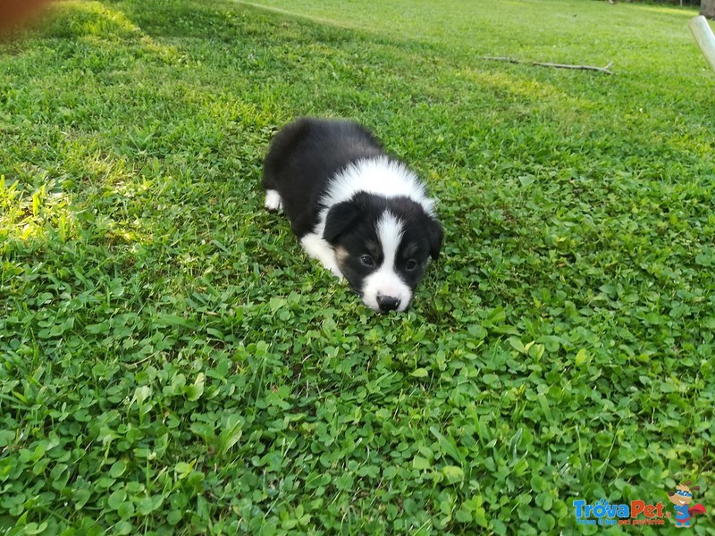 Border Collie da Monta alta Genealogia Bianconera - Foto n. 10