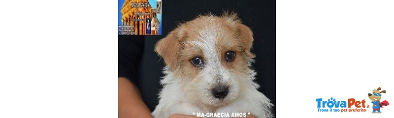 Jack Russell Terrier - Cuccioli Altamente Selezionati - Foto n. 1