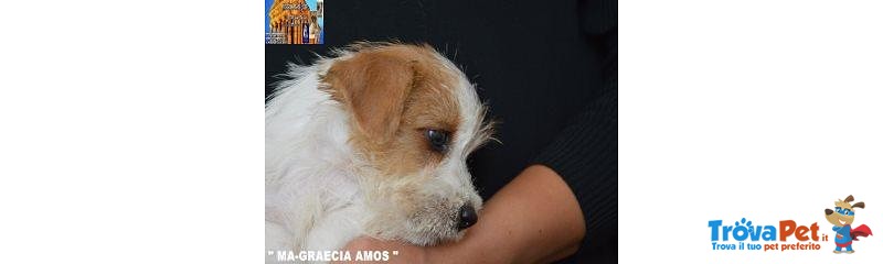 Jack Russell Terrier - Cuccioli Altamente Selezionati - Foto n. 2