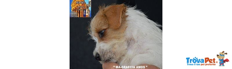 Jack Russell Terrier - Cuccioli Altamente Selezionati - Foto n. 3