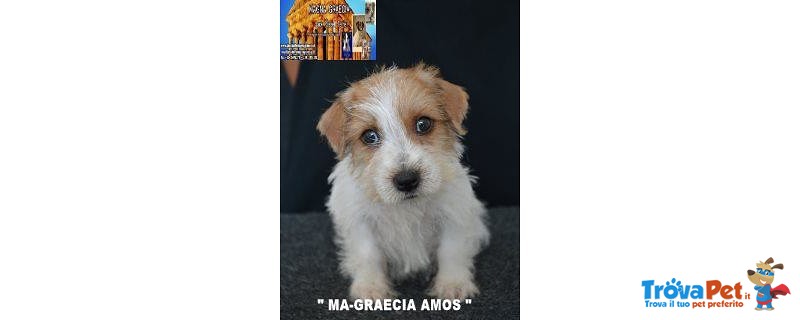 Jack Russell Terrier - Cuccioli Altamente Selezionati - Foto n. 5