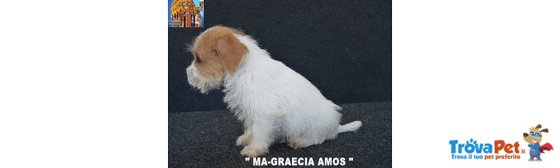 Jack Russell Terrier - Cuccioli Altamente Selezionati - Foto n. 6