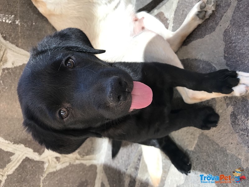 Ultimo Cucciolo Labrador Nero - Foto n. 2