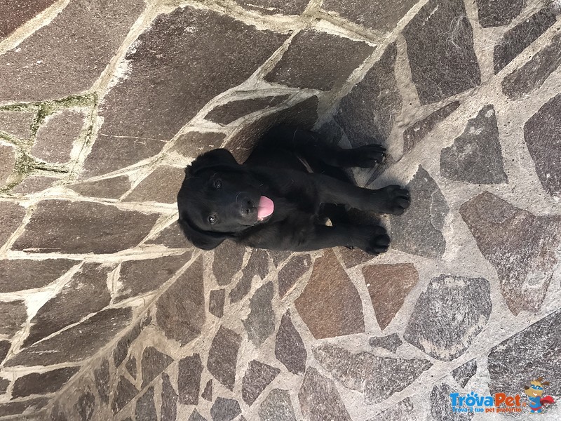 Ultimo Cucciolo Labrador Nero - Foto n. 1