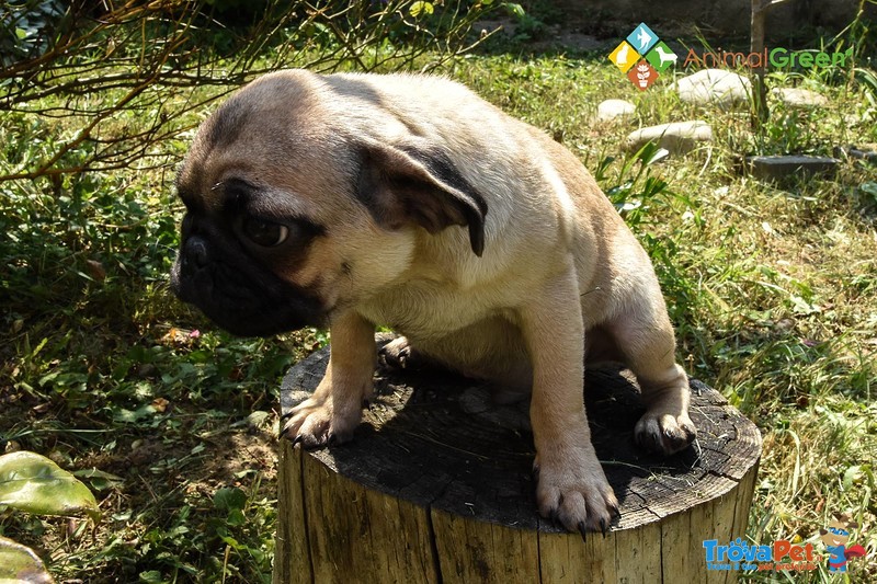 Cucciolo di Carlino - Foto n. 2