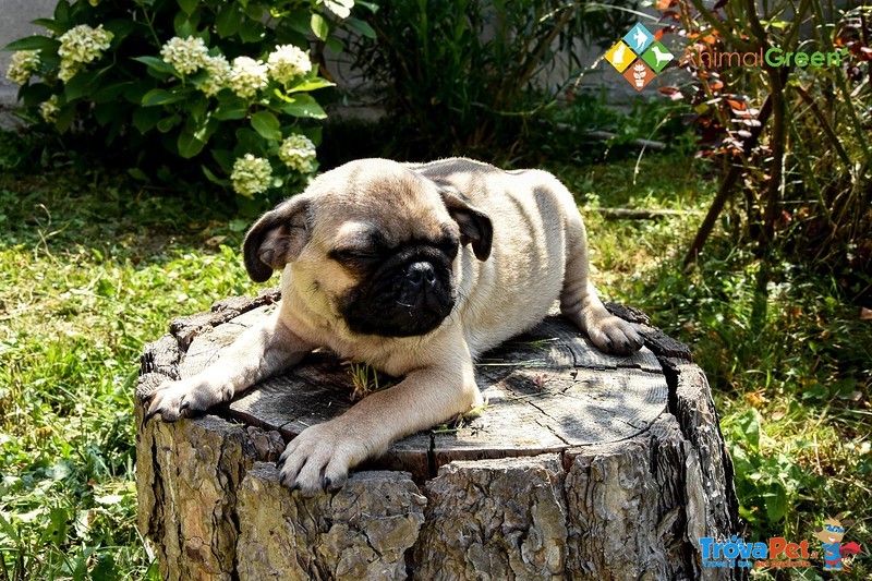 Cucciolo di Carlino - Foto n. 1