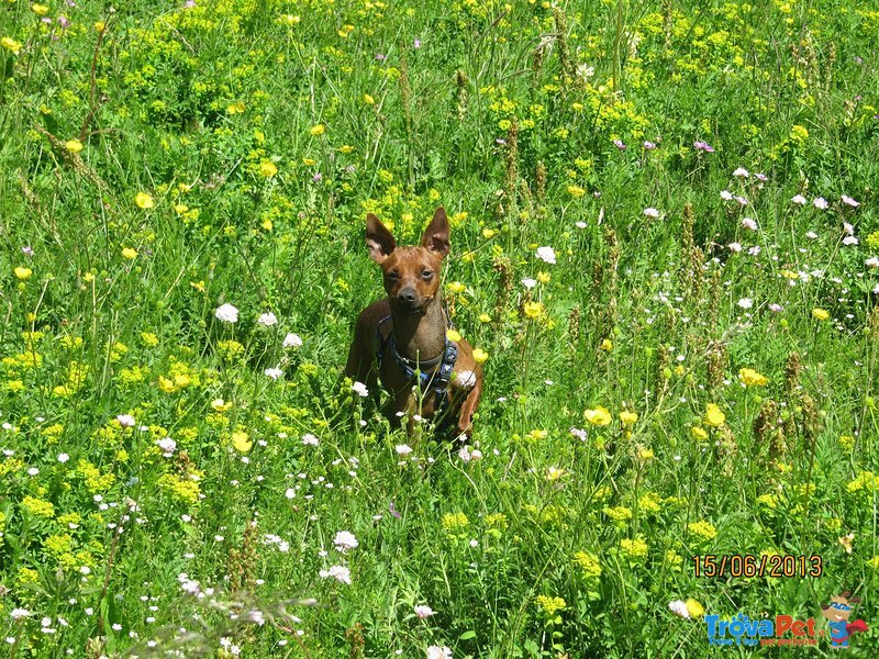 Pinscher nano (zwergpinsche) - Foto n. 3