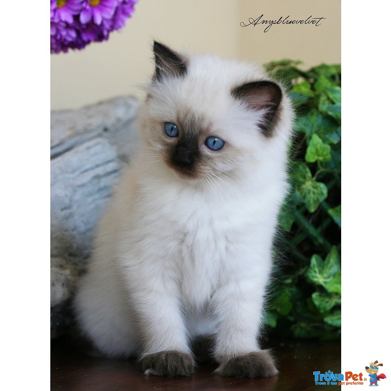 Ragdoll Kitten - Foto n. 1