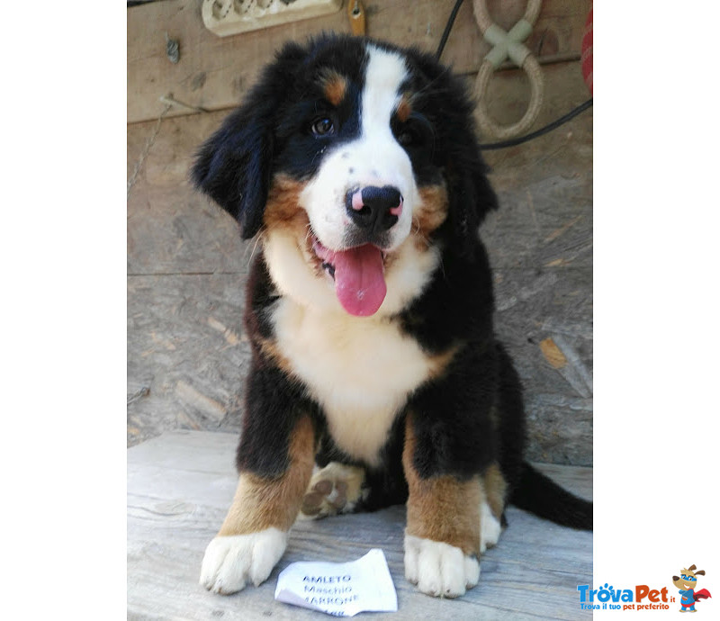 Bovaro Bernese Cuccioli con Pedigree 2017 - Foto n. 1