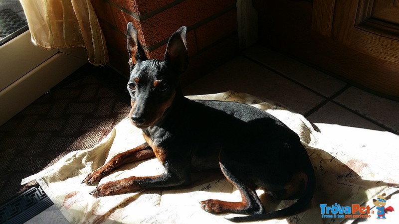 Zwergpinscher Pinscher Femmina - Foto n. 1