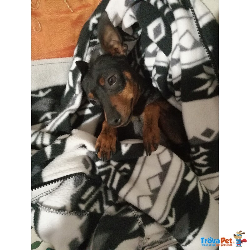 Zwergpinscher Pinscher Femmina - Foto n. 3