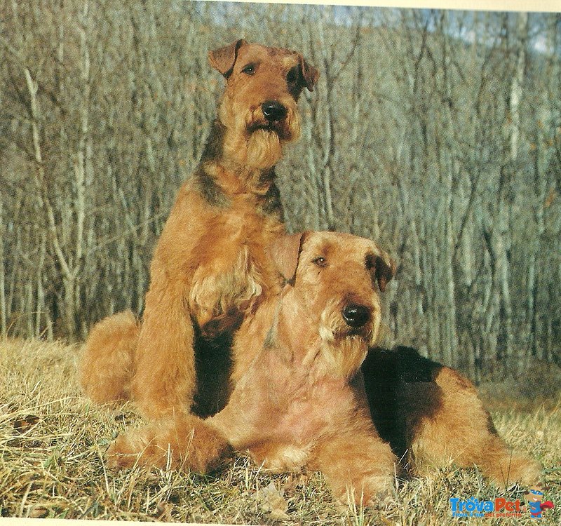 Cuccioli Airedale Terrier - Foto n. 2