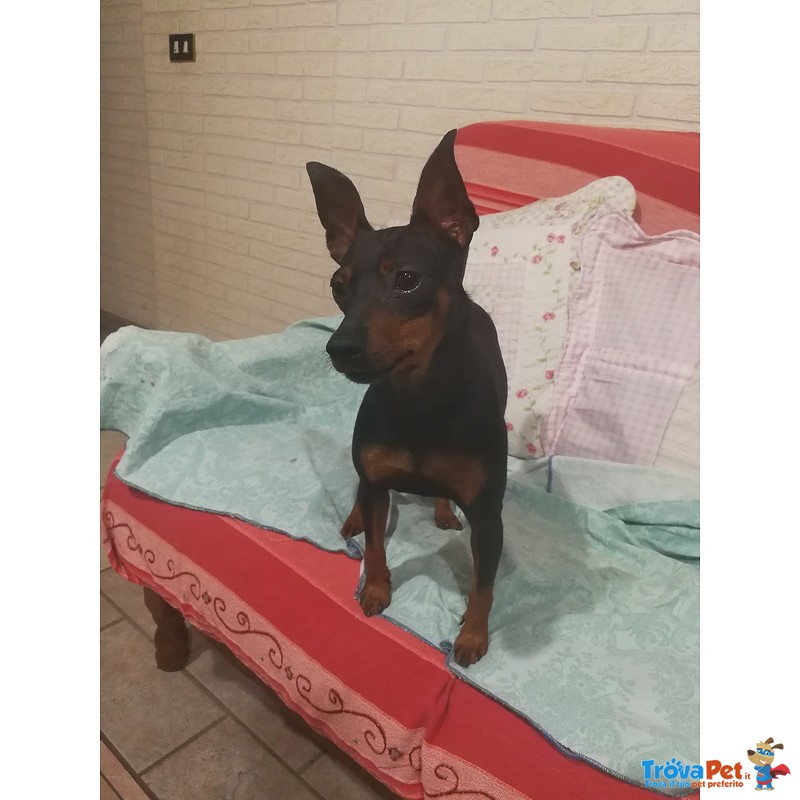 Zwergpinscher Pinscher Femmina - Foto n. 4