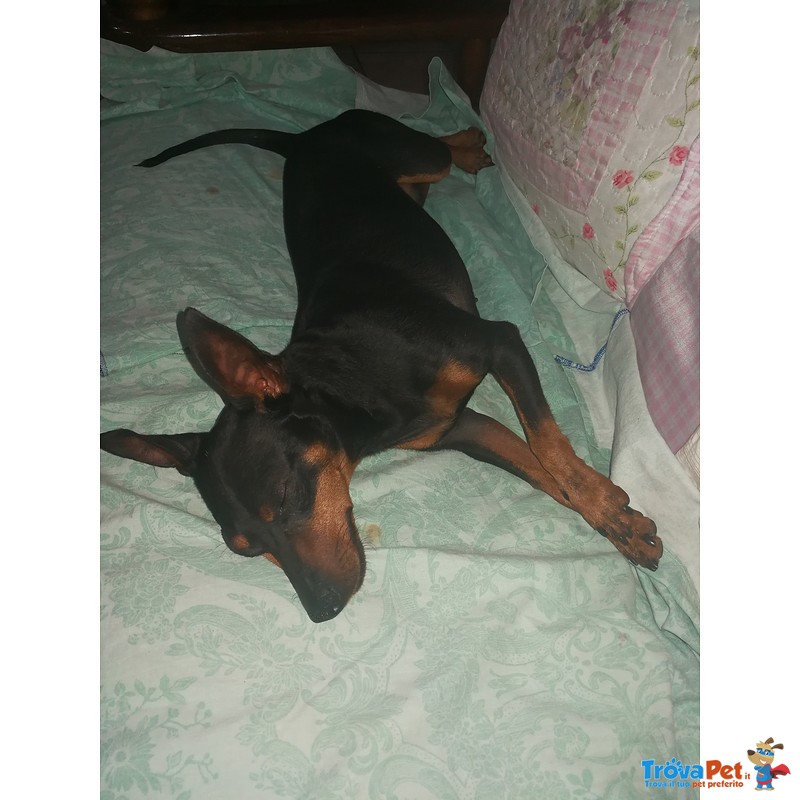 Zwergpinscher Pinscher Femmina - Foto n. 7