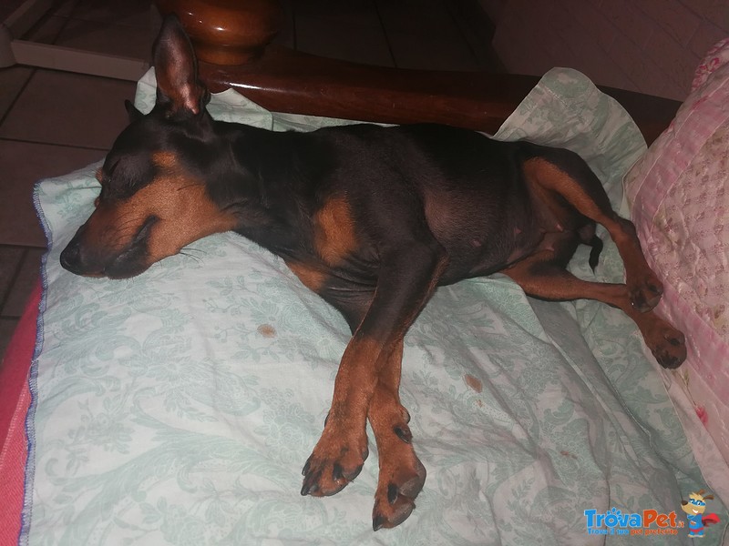 Zwergpinscher Pinscher Femmina - Foto n. 8