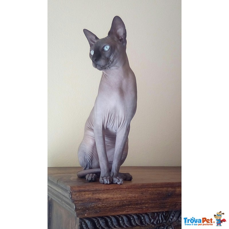 Disponibile Bellissimo Canadian Sphynx per Monta - Foto n. 1