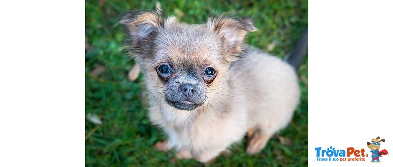 Cuccioli Chihuahua Minitoy - Foto n. 1