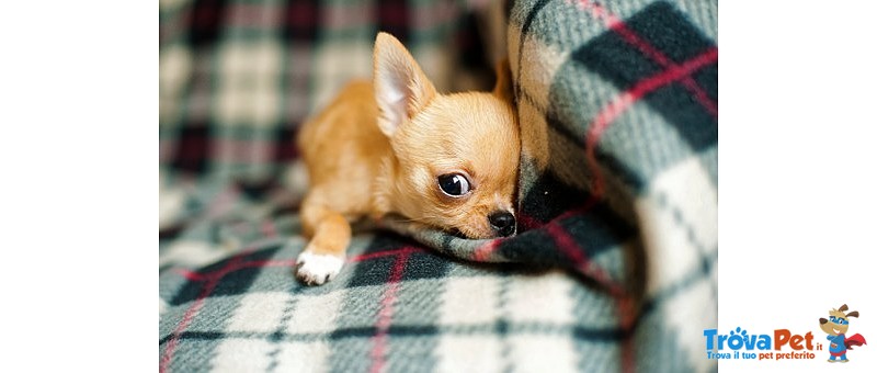 Cuccioli Chihuahua Minitoy - Foto n. 2