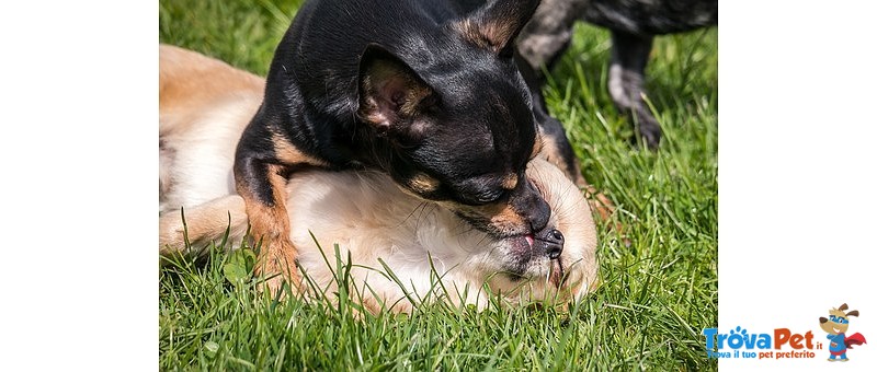 Cuccioli Chihuahua Minitoy - Foto n. 3