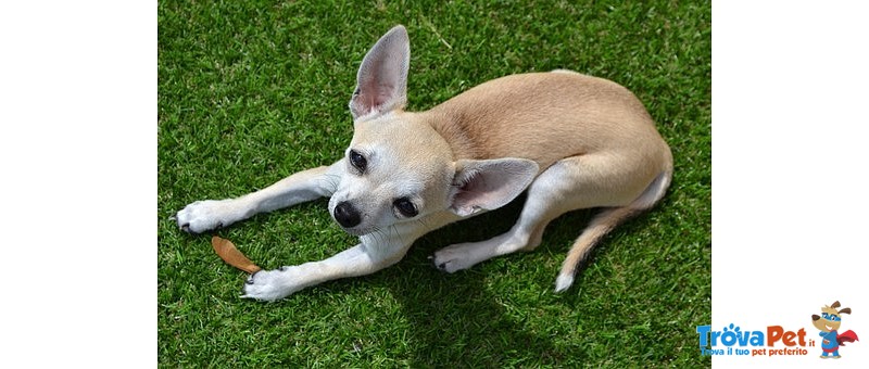 Cuccioli Chihuahua Minitoy - Foto n. 5