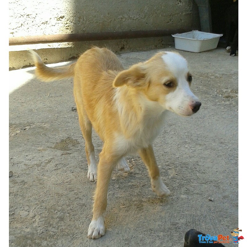 Cucciole Dolcissime e Meravigliose in Cerca di Adozione Urgente - Foto n. 4