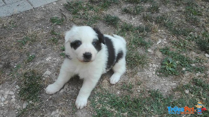 Cucciolo Maschio Border Collie con Pedegree - Foto n. 1