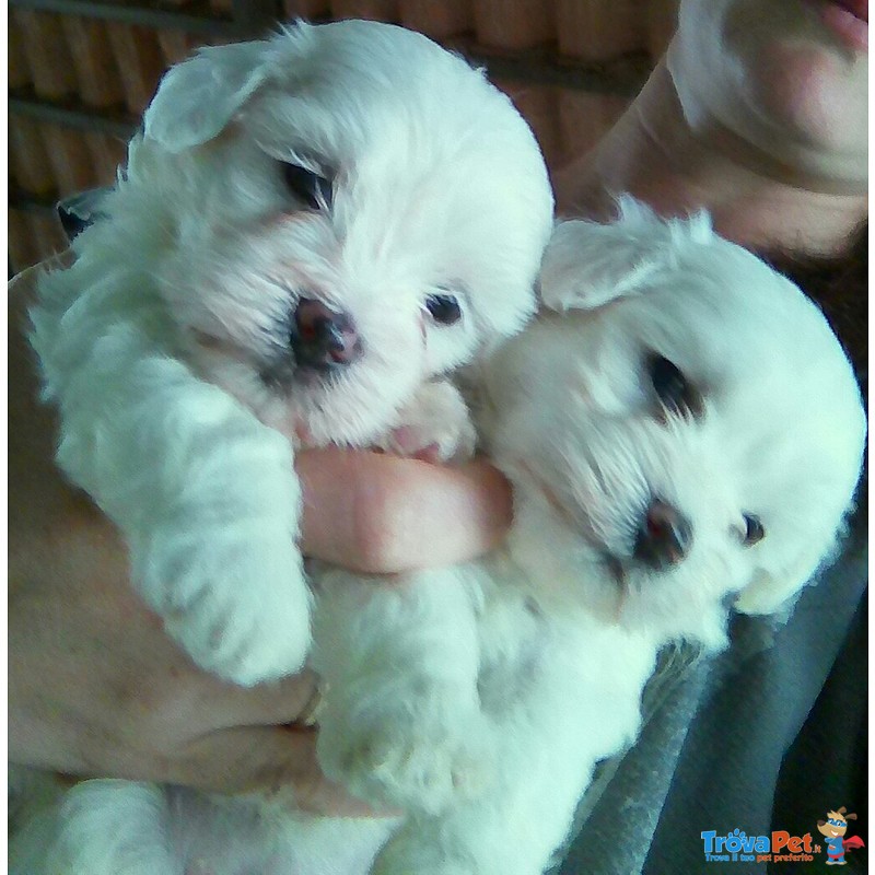 Cuccioli Maltese - Foto n. 1