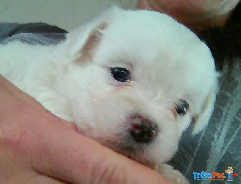 Cuccioli Maltese - Foto n. 2