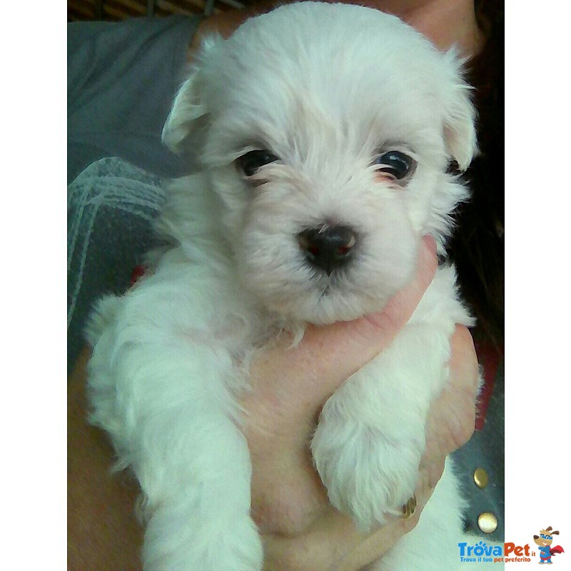 Cuccioli Maltese - Foto n. 3