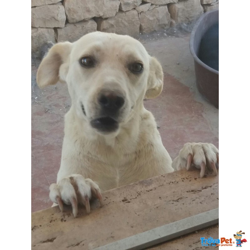 Bibba Affettuosa e Tenera Cagnolina Aspetta la sua Famiglia da Amare - Foto n. 2