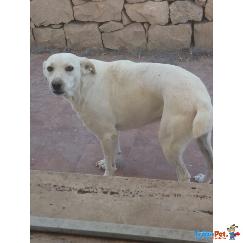 Bibba Affettuosa e Tenera Cagnolina Aspetta la sua Famiglia da Amare - Foto n. 3