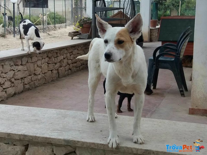 Flavia Bella e Buona Piccoletta ha Bisogno del Calore di una Famiglia - Foto n. 1