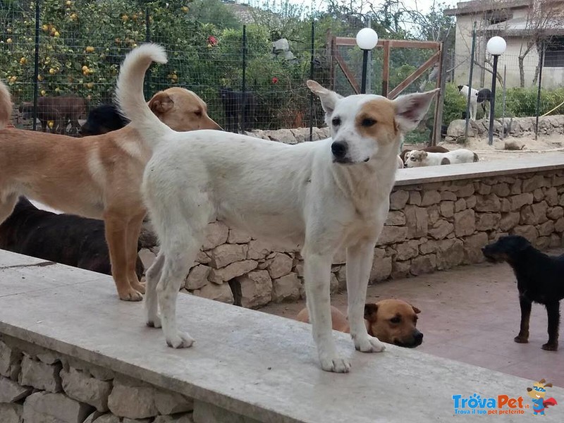 Flavia Bella e Buona Piccoletta ha Bisogno del Calore di una Famiglia - Foto n. 2