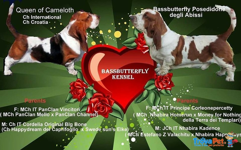 Cuccioli Bassethound alta Genealogia da Allevamento Enci/fci - Foto n. 1