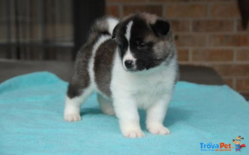 Akita inu Cuccioli - Foto n. 1