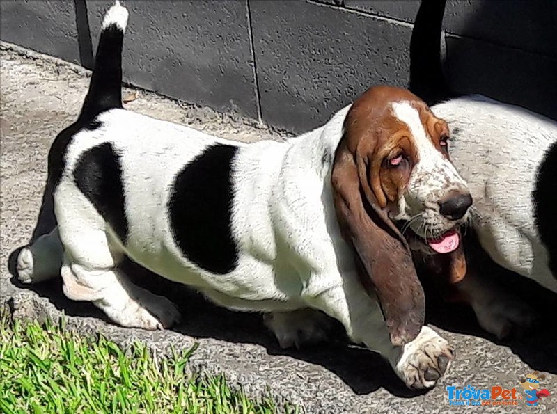 Cuccioli Bassethound alta Genealogia da Allevamento Enci/fci - Foto n. 2