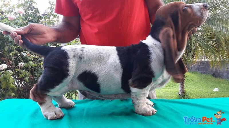 Cuccioli Bassethound alta Genealogia da Allevamento Enci/fci - Foto n. 4